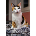 Кошечка - красотка Шанель в добрые руки!