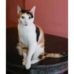 Кошечка - красотка Шанель в добрые руки!