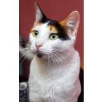 Кошечка - красотка Шанель в добрые руки!