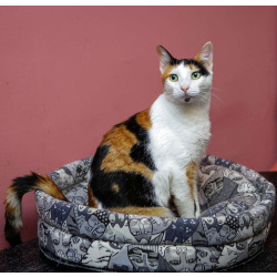 Кошечка - красотка Шанель в добрые руки!