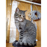 Барсик – котик компаньон. Молодой кот в добрые руки.