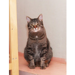 Барсик – котик компаньон. Молодой кот в добрые руки.