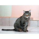 Барсик – котик компаньон. Молодой кот в добрые руки.