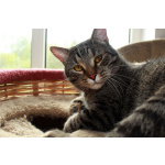 Барсик – котик компаньон. Молодой кот в добрые руки.