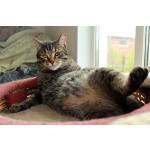 Барсик – котик компаньон. Молодой кот в добрые руки.