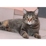 Барсик – котик компаньон. Молодой кот в добрые руки.