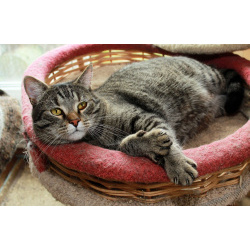 Барсик – котик компаньон. Молодой кот в добрые руки.