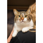 Добрый, ласковый, домашний котик Семен