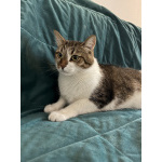 Добрый, ласковый, домашний котик Семен