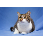 Добрый, ласковый, домашний котик Семен