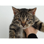 Ищет дом котенок-подросток Клёпа.