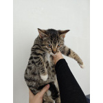 Ищет дом котенок-подросток Клёпа.