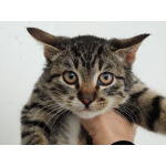 Ищет дом котенок-подросток Клёпа.