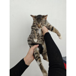 Ищет дом котенок-подросток Клёпа.