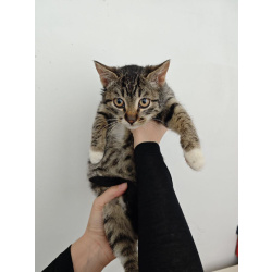 Ищет дом котенок-подросток Клёпа.