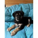 Щенок девочка ищет дом!