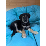 Щенок девочка ищет дом!