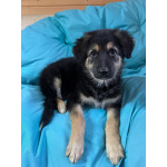 Щенок девочка ищет дом!