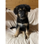 Щенок девочка ищет дом!