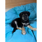 Щенок девочка ищет дом!