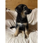 Щенок девочка ищет дом!