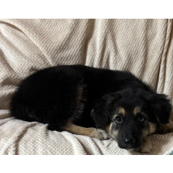 Щенок девочка ищет дом!