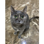 Масяня, ласковая мурлыка, маленькая и забавная кошечка