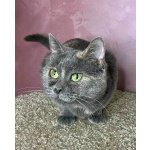 Масяня, ласковая мурлыка, маленькая и забавная кошечка