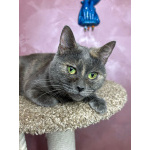 Масяня, ласковая мурлыка, маленькая и забавная кошечка