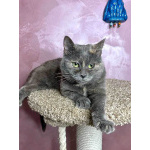 Масяня, ласковая мурлыка, маленькая и забавная кошечка