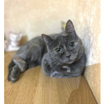 Масяня, ласковая мурлыка, маленькая и забавная кошечка