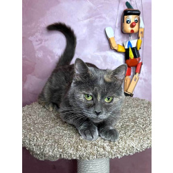 Масяня, ласковая мурлыка, маленькая и забавная кошечка