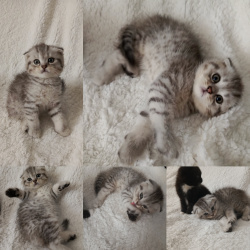 Шотландские котята