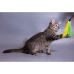 Красивый котёночек Пупсик в дар