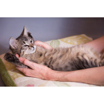 Красивый котёночек Пупсик в дар