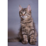 Красивый котёночек Пупсик в дар