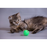 Красивый котёночек Пупсик в дар