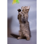 Красивый котёночек Пупсик в дар