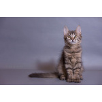 Красивый котёночек Пупсик в дар