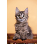 Красивый котёночек Пупсик в дар