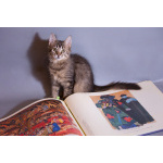 Красивый котёночек Пупсик в дар