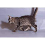 Красивый котёночек Пупсик в дар