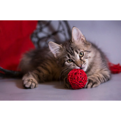 Красивый котёночек Пупсик в дар