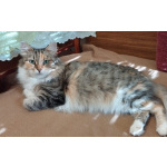 Трехцветная пушистая Шаня, кошечка в добрые руки.