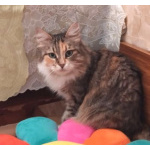 Трехцветная пушистая Шаня, кошечка в добрые руки.