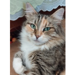 Трехцветная пушистая Шаня, кошечка в добрые руки.