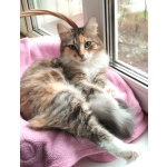 Трехцветная пушистая Шаня, кошечка в добрые руки.