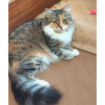 Трехцветная пушистая Шаня, кошечка в добрые руки.