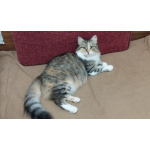 Трехцветная пушистая Шаня, кошечка в добрые руки.