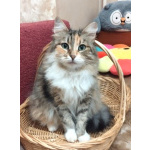 Трехцветная пушистая Шаня, кошечка в добрые руки.